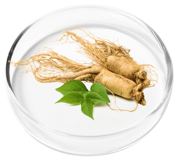 Ginseng Korean