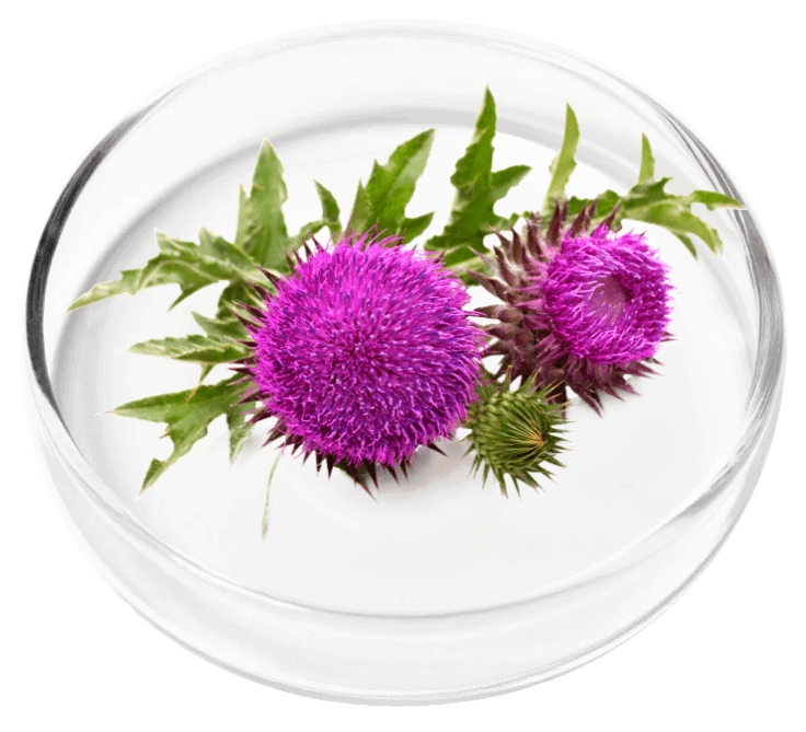 Milk Thistle